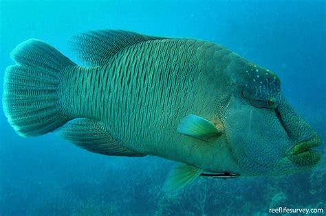 Cheilinus undulatus - Humphead Maori Wrasse | Reef Life Survey