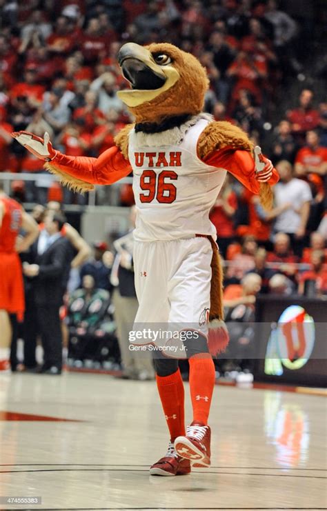 The Utah Utes mascot "Swoop" performs during their game against the... News Photo - Getty Images