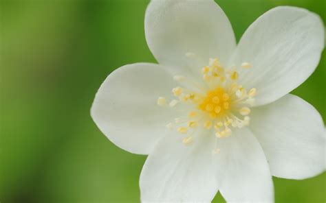 flower, petals, white Wallpaper, HD Macro 4K Wallpapers, Images, Photos ...