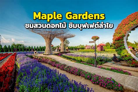 ชมสวนดอกไม้ ชิมบุฟเฟต์ลำไย "Maple Gardens" กาญจนบุรี หนึ่งปีเปิดให้ชม ...