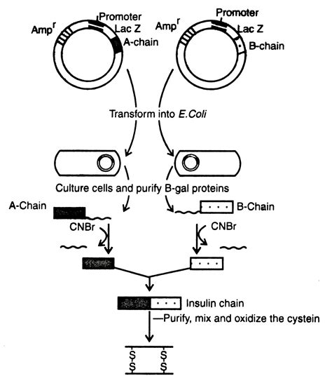 Human Growth Hormone Gene - Human Growth Hormone Receptor Gene Studied – fiuken – Wikiful