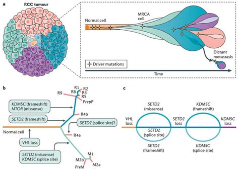 Cancer evolution and tumour heterogeneity in ccRCC Although VHL... | Download Scientific Diagram