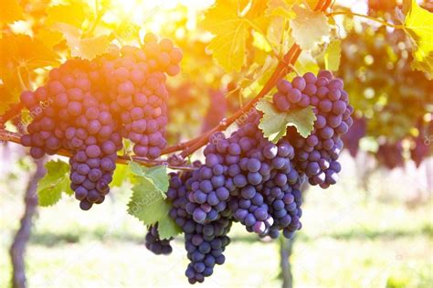 Red grapes vine — Stock Photo © LiliGraphie #108299464