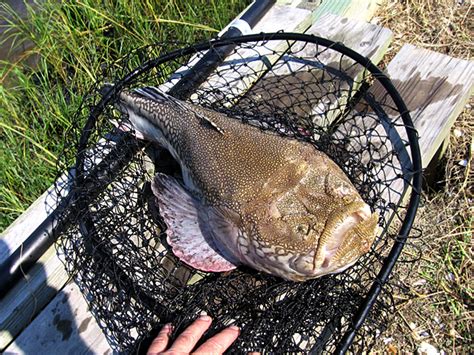 Stargazer fish will make ¹public appearance¹ at Coast Day