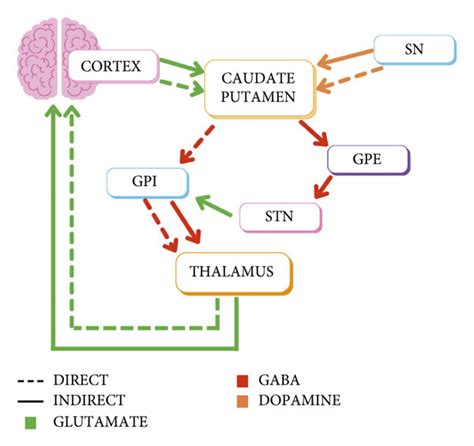 Direct And Indirect Pathways Of Basal Ganglia A Critical Reappraisal ...