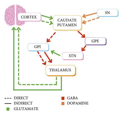 Direct and indirect pathways of the basal ganglia. The direct pathway ...