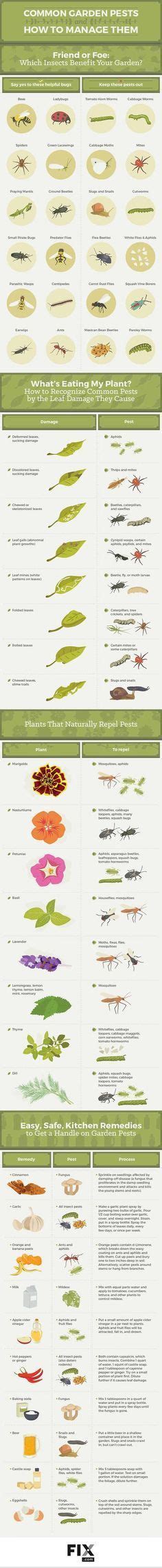 Pest Identification Chart | Home > Concise Insect Guide | CHARTS of all KINDS | Pinterest ...