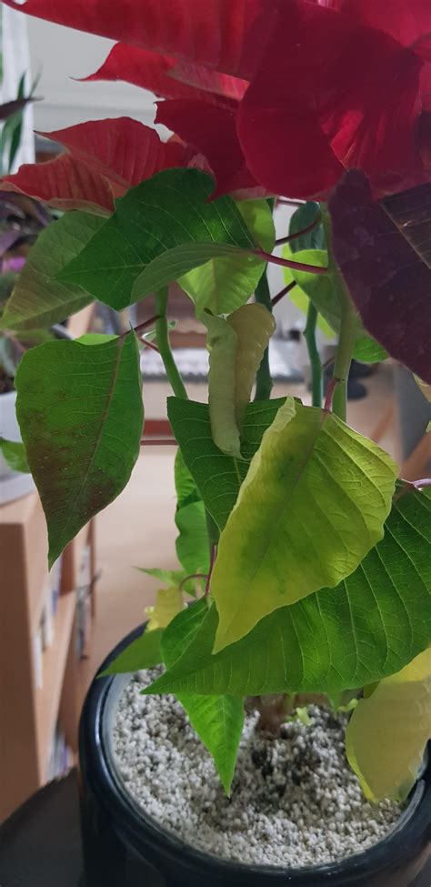 Poinsettia leaves are curling and drooping. How do i save it? : r/houseplants