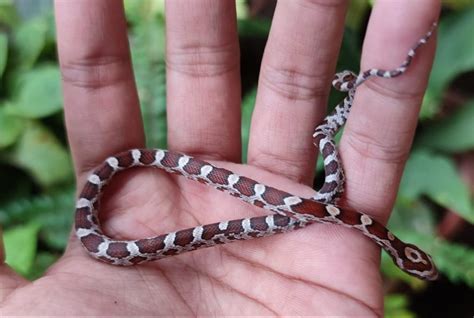 Corn Snake Morphs and Genetics: The Ultimate Guide