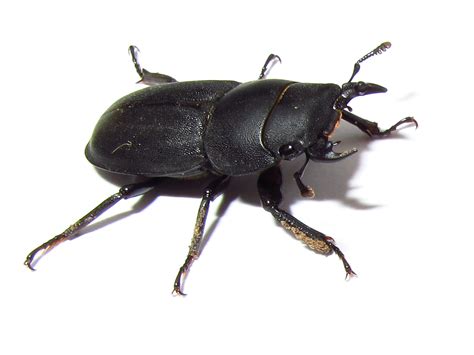 BugBlog: More lesser stag beetles