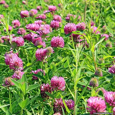 Medium Red Clover Seeds, Trifolium pratense | American Meadows | Clover seed, Ground cover seeds ...