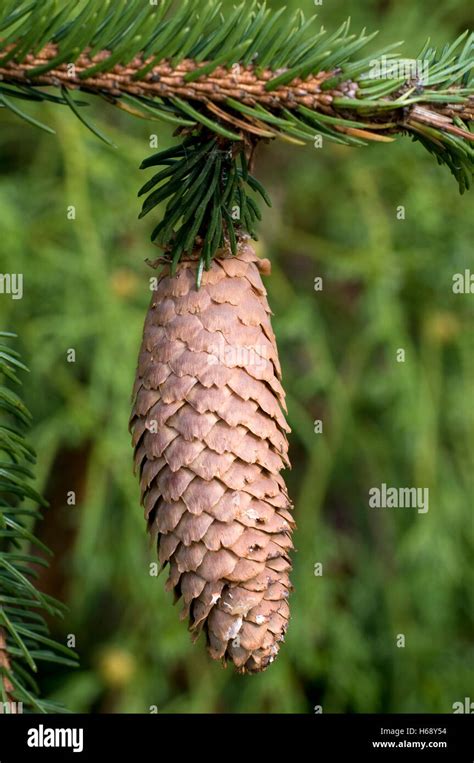 Norway Spruce (Picea abies), cone Stock Photo - Alamy