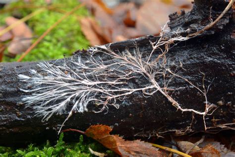 10,300+ Fungus Roots Stock Photos, Pictures & Royalty-Free Images - iStock