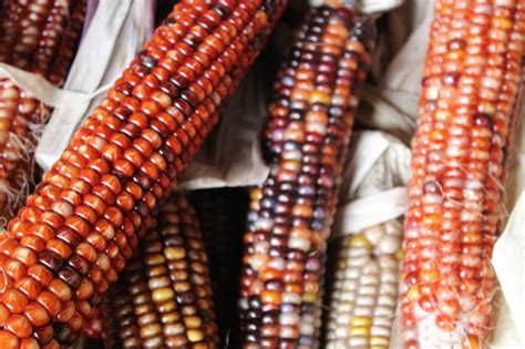 Buy Corn Seeds Online | Corn Seeds Canada | Brother Nature – Brother ...