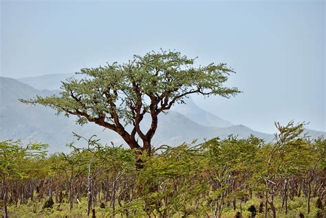 Frankincense Use Throughout The Ages - XTEND5