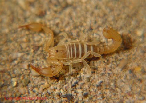 The Scorpion Files Newsblog: A new species of Pseudochactas from Afghanistan