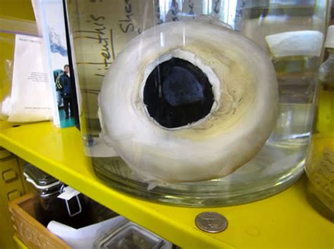 Giant Squid Eye - Neatorama