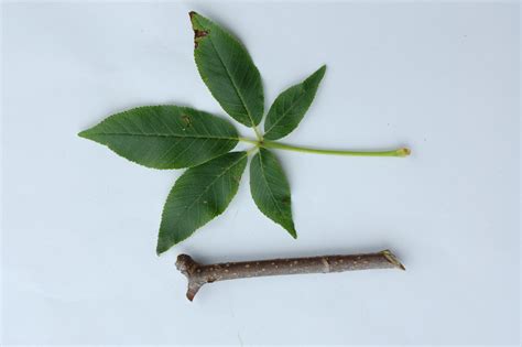 California Buckeye (Aesculus californica) – Friends of Gualala River