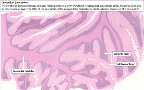 Cerebellum Histology Diagram – NBKomputer