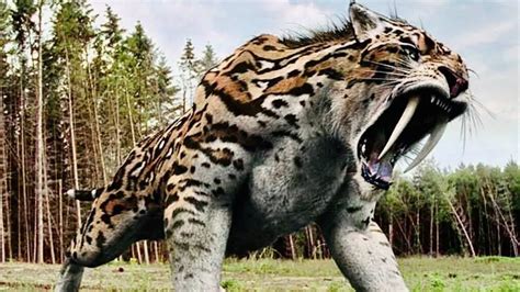 Saber-Toothed Tiger of North America | Science Facts