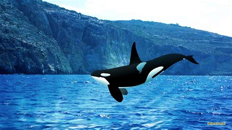 42 Free Orca Wallpaper WallpaperSafari, 47% OFF