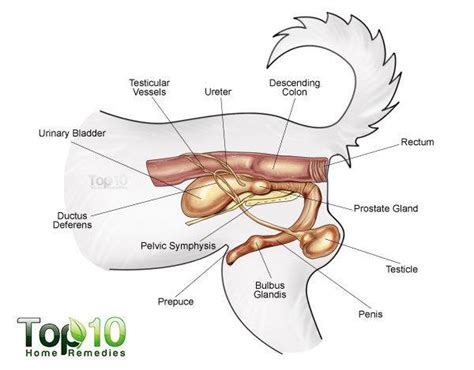 Home Remedies for Bladder Infections in Dogs | Top 10 Home Remedies