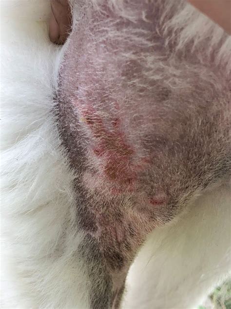 Yeast dermatitis (Malassezia) in dogs - Your Dog's Skin - Douxo S3 UK