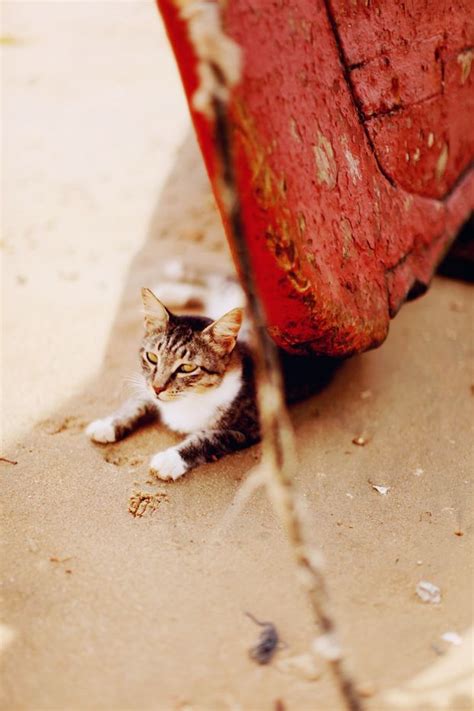 cat on the beach | Animaux, Voyage