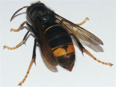 Asian hornets could be heading to Britain | The Independent | The Independent