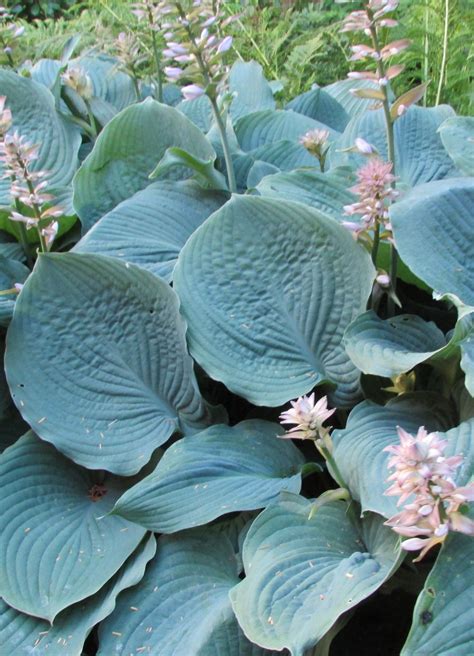 Blue Hawaii Hosta - Pahl's Market - Apple Valley, MN