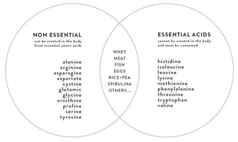 What Are the 9 Essential Amino Acids That Every Human Needs?