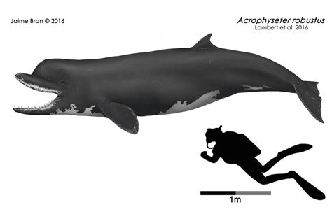 Macropredatory sperm whales | Earth Archives