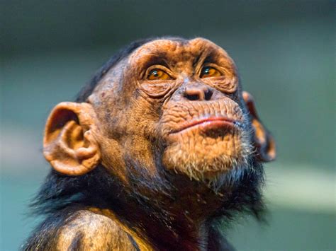 Chimpanzees Can Vary Smiles like Humans, Says New Study | Biology | Sci ...