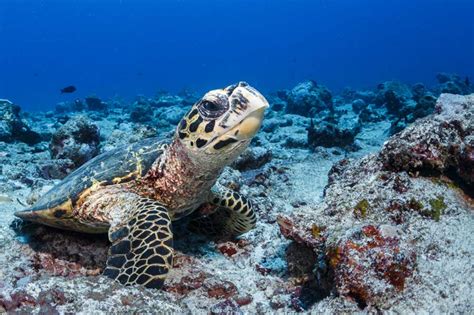 Hawksbill Turtle Facts For Kids | Kids Matttroy