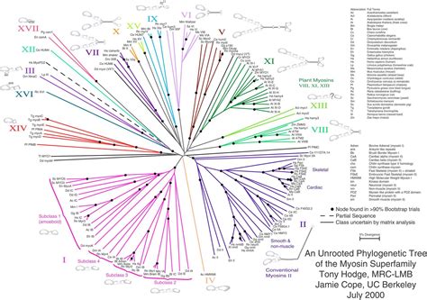 Phylogenetic tree | Paleontology Wiki | FANDOM powered by Wikia