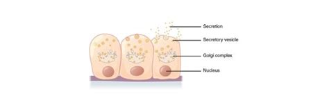 Secretion: Definition, Types, & Function I ResearchTweet