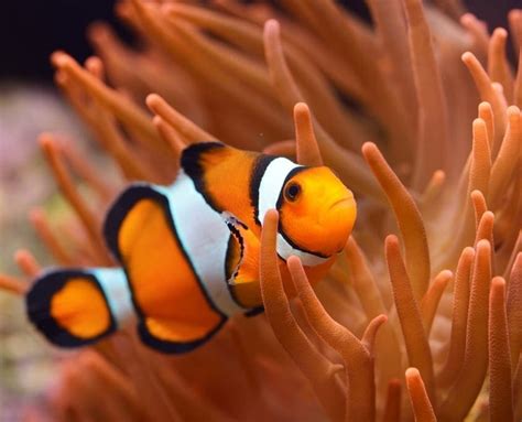 Clownfish | The Great 8 | Southern Great Barrier Reef