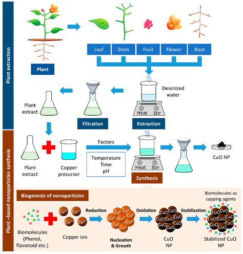 Biomolecules | Free Full-Text | Plant-Based Biosynthesis of Copper ...