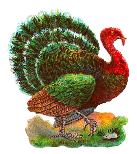 Antique Images: Vintage Thanksgiving Turkey Digital Bird Clip Art Download