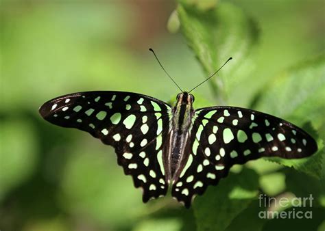 Tailed Jay Butterfly Photograph by Sabrina L Ryan