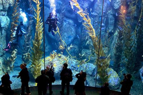 Aquarium of the Pacific | Exhibits | Southern California/Baja Gallery, Kelp Tank La Attractions ...