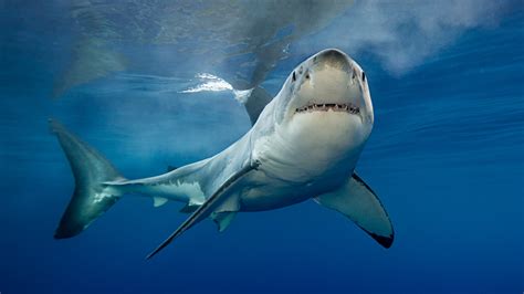 Sharks: Facts about the ocean's apex predators | Live Science