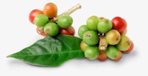 Beans Transparent Images Pluspng - Coffee Bean Leaf Png - 1280x696 PNG ...