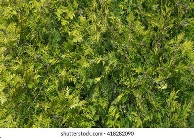 Green Bush Texture Stock Photo 418282090 | Shutterstock