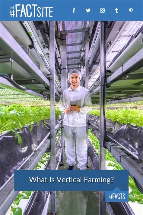 What Is Vertical Farming? - The Fact Site