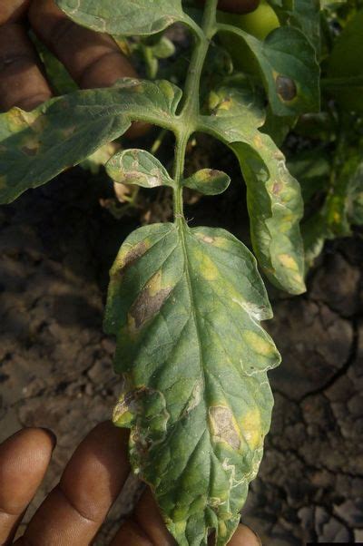 Causes of Tomato Leaf Spots: Tomato Early Blight Alternaria