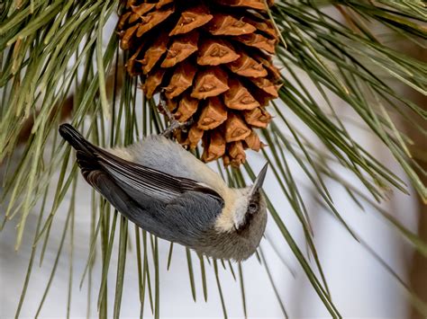 Pygmy Nuthatch - eBird