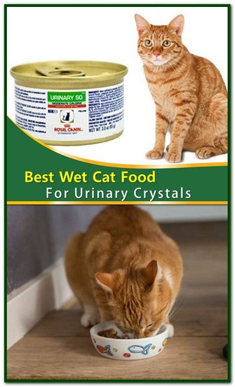 Best Wet Food For Urinary Health In Cats di 2020