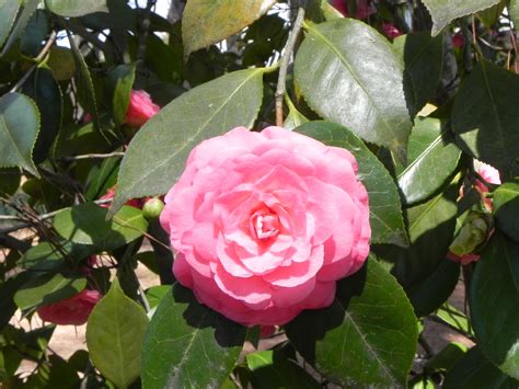 Pink Japanese Camellia Flower | Nature Photo Gallery