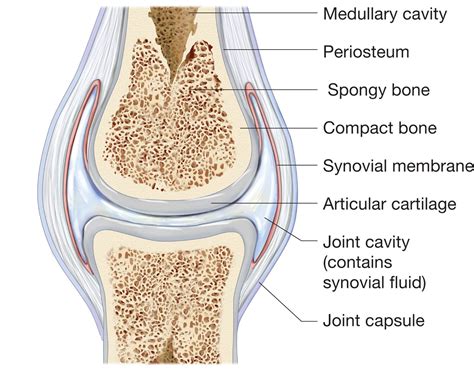 JOINTS | Synovial joint, Joint, Bones and muscles